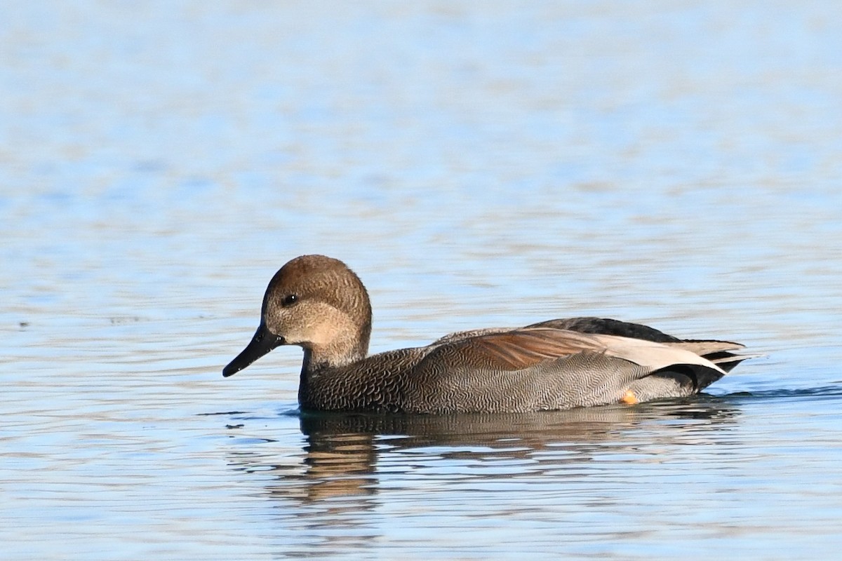 Boz Ördek - ML646752517