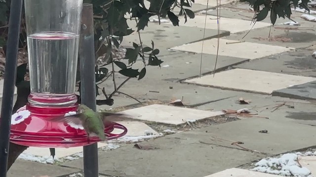 Ruby-throated Hummingbird - ML646752518