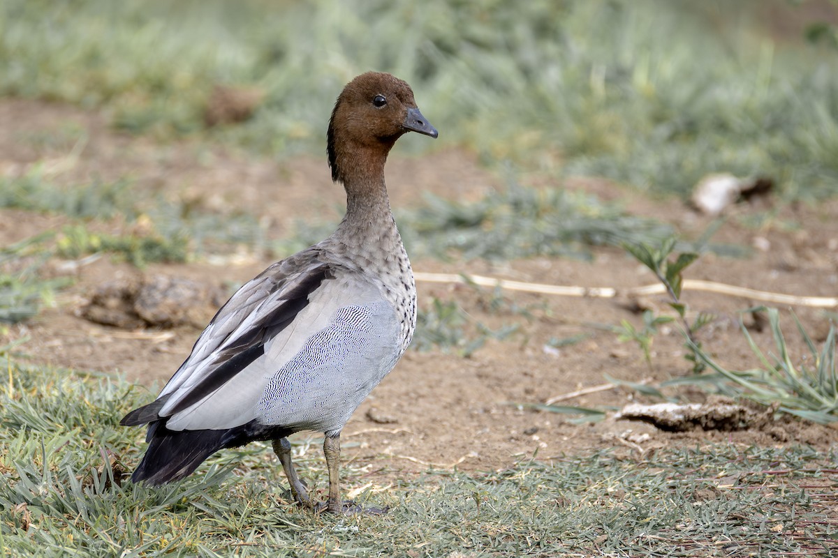 Maned Duck - ML646752520