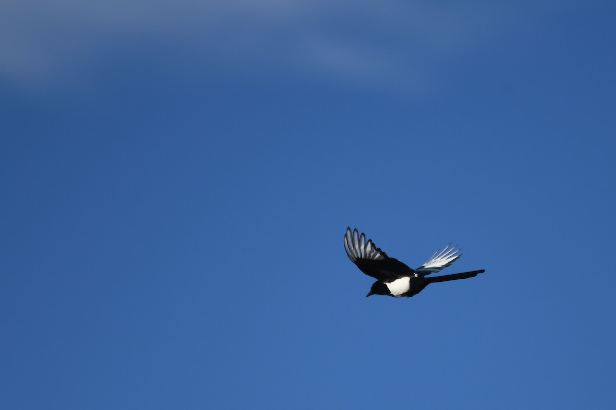 Black-billed Magpie - ML646752524