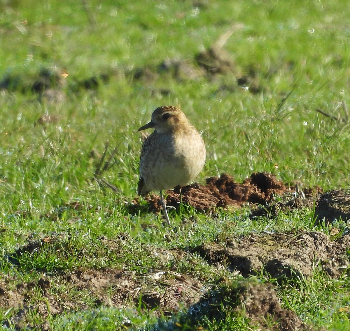 Азийн сүвээ цагаан - ML646752525