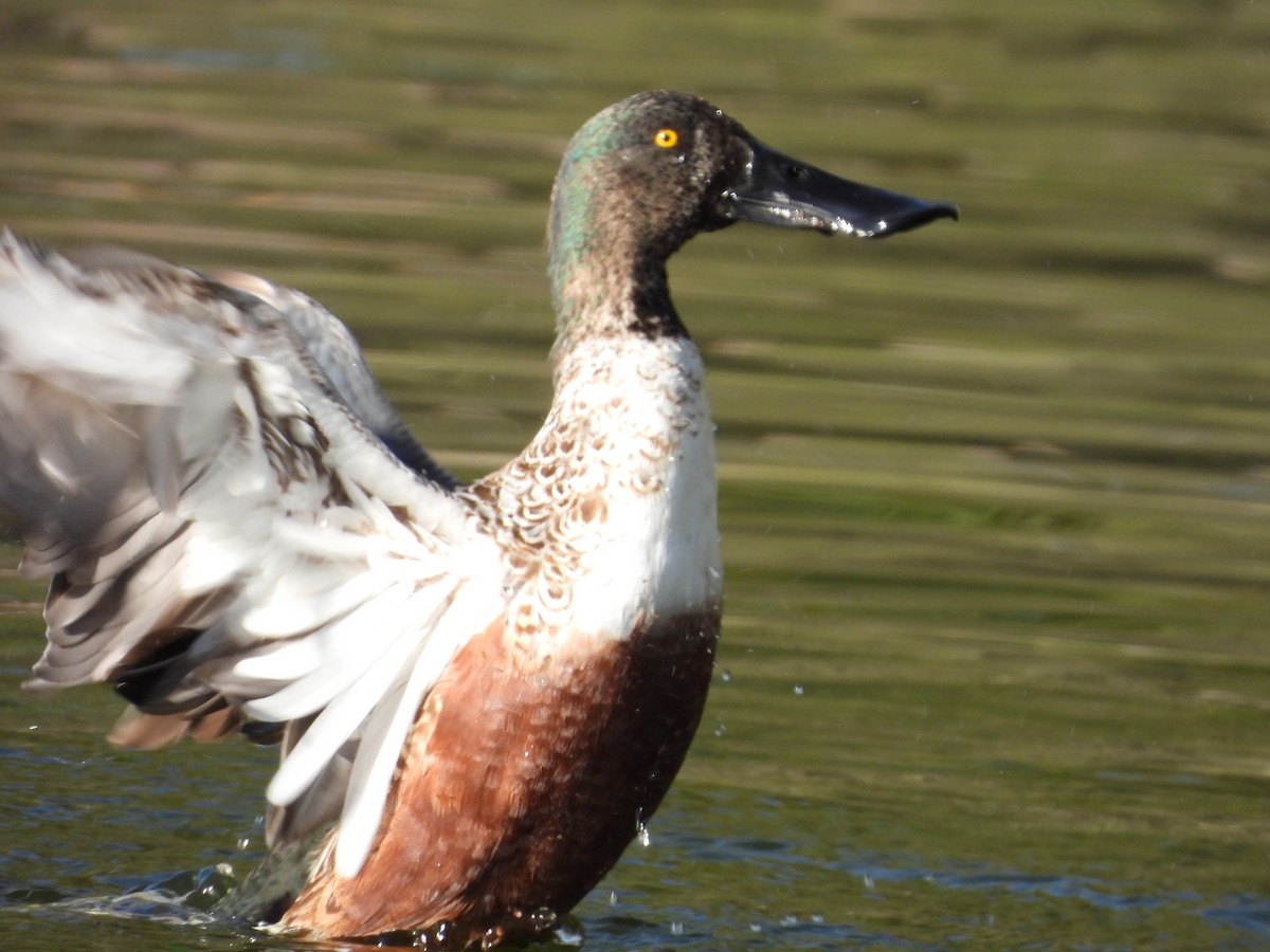 Northern Shoveler - ML646752526