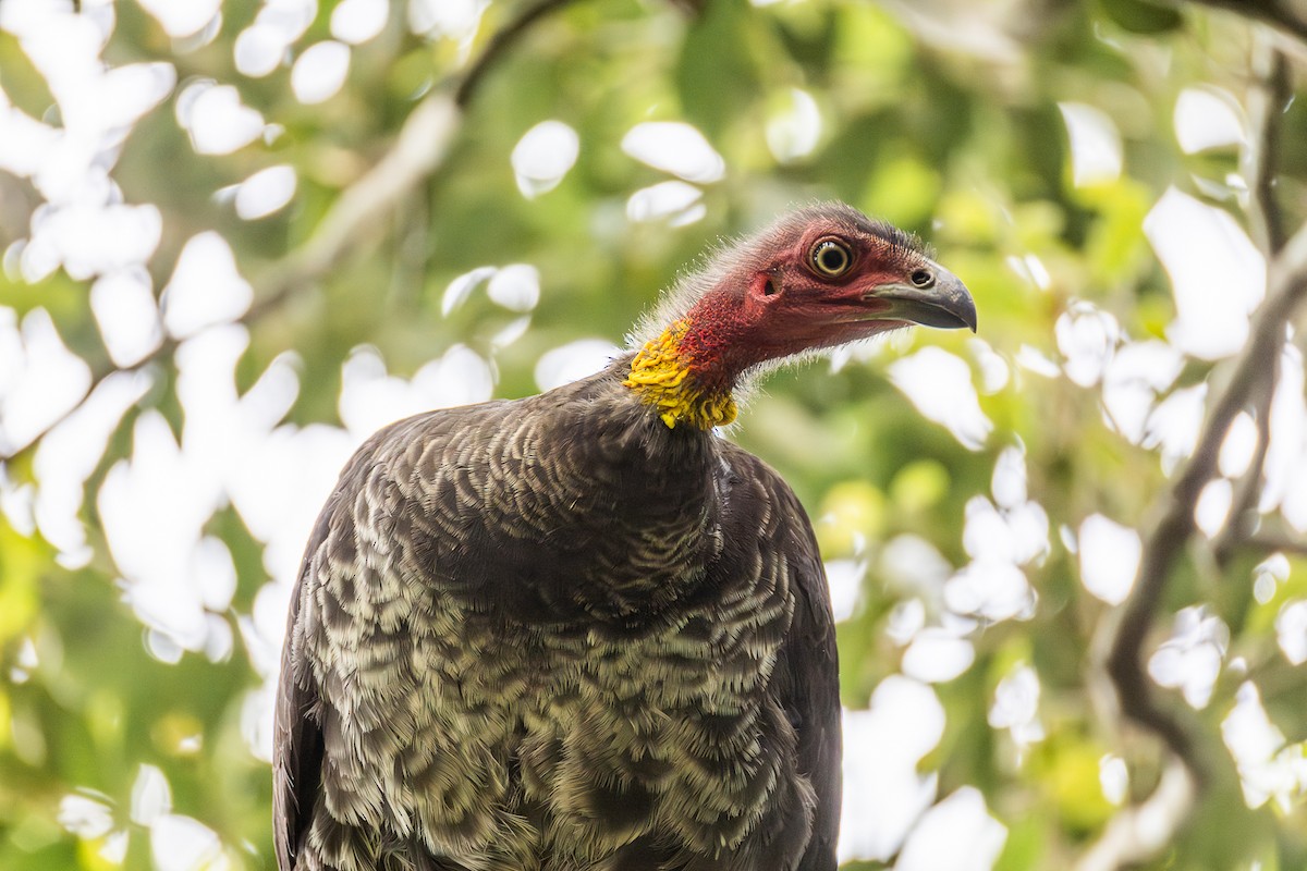 Australian Brushturkey - ML646752528