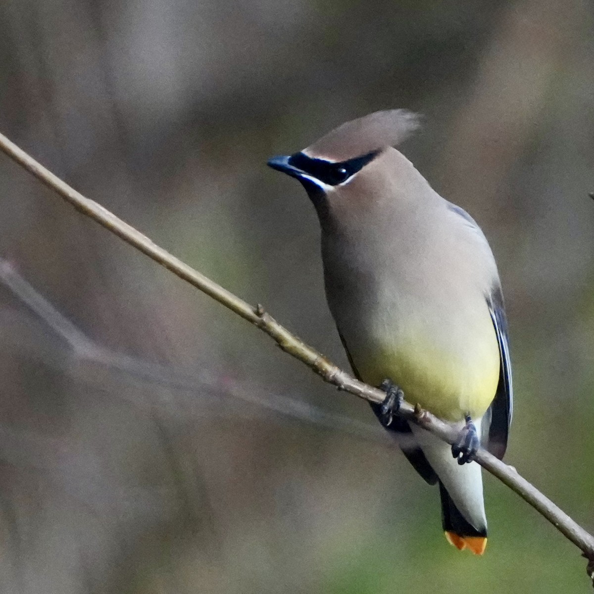 Cedar Waxwing - ML646752529
