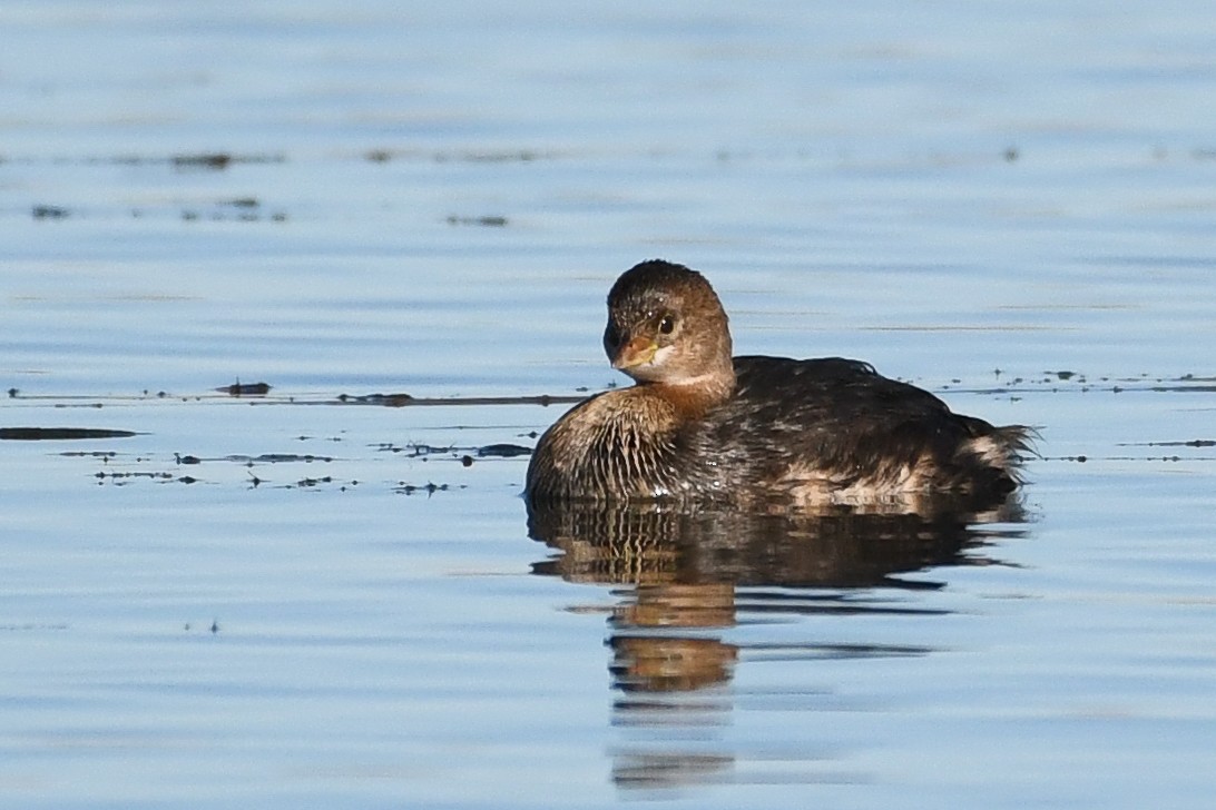 Pied-billed Grebe - ML646752530