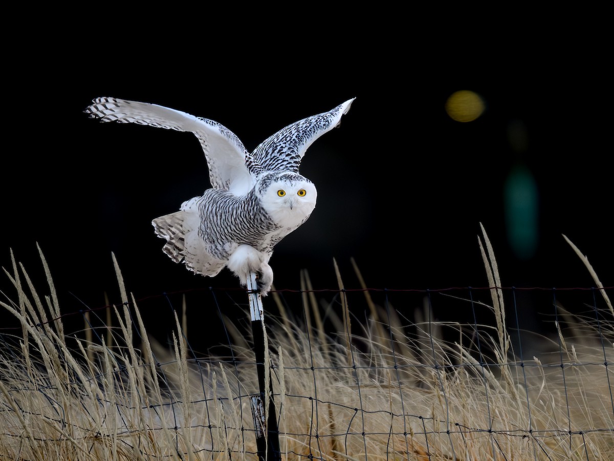 Snowy Owl - ML646752531