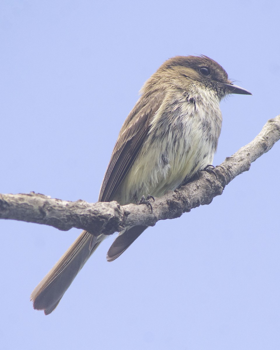 Eastern Phoebe - ML646752532