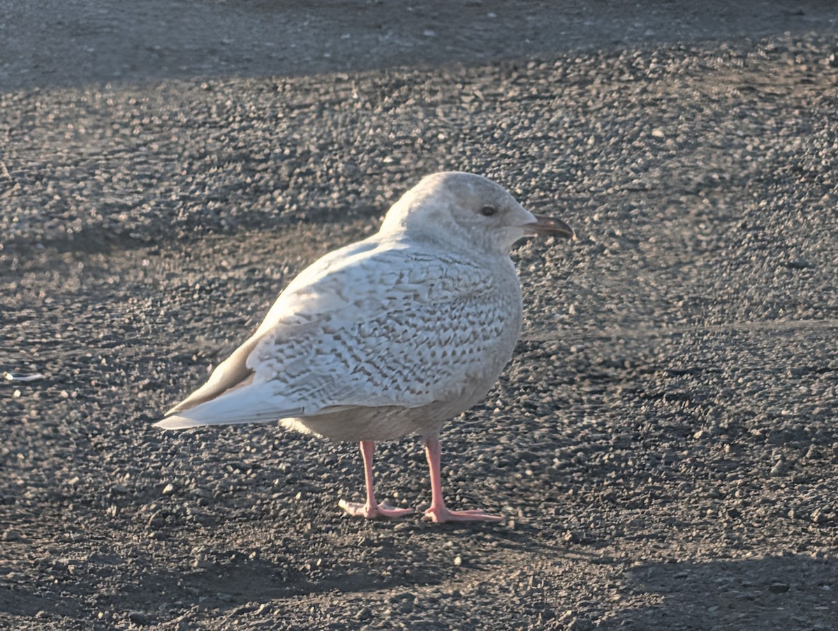 Iceland Gull - ML646752534