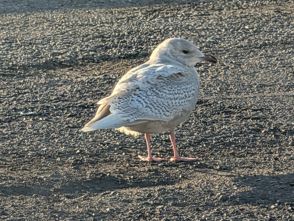 Iceland Gull - ML646752535