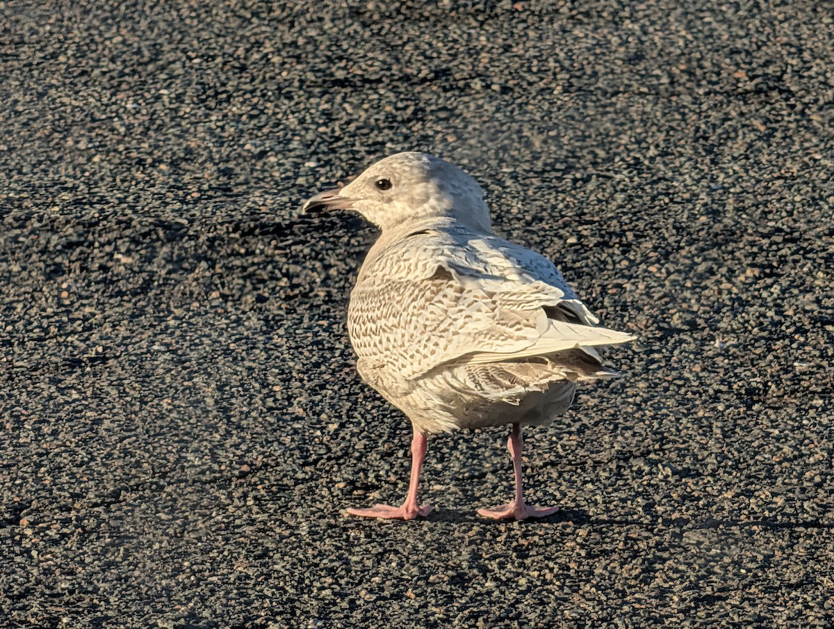 Iceland Gull - ML646752536