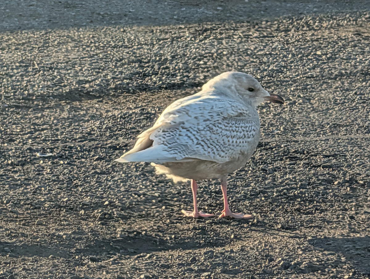 Iceland Gull - ML646752537