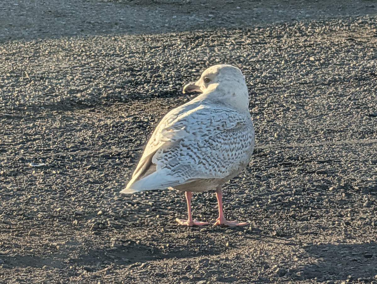 Iceland Gull - ML646752538