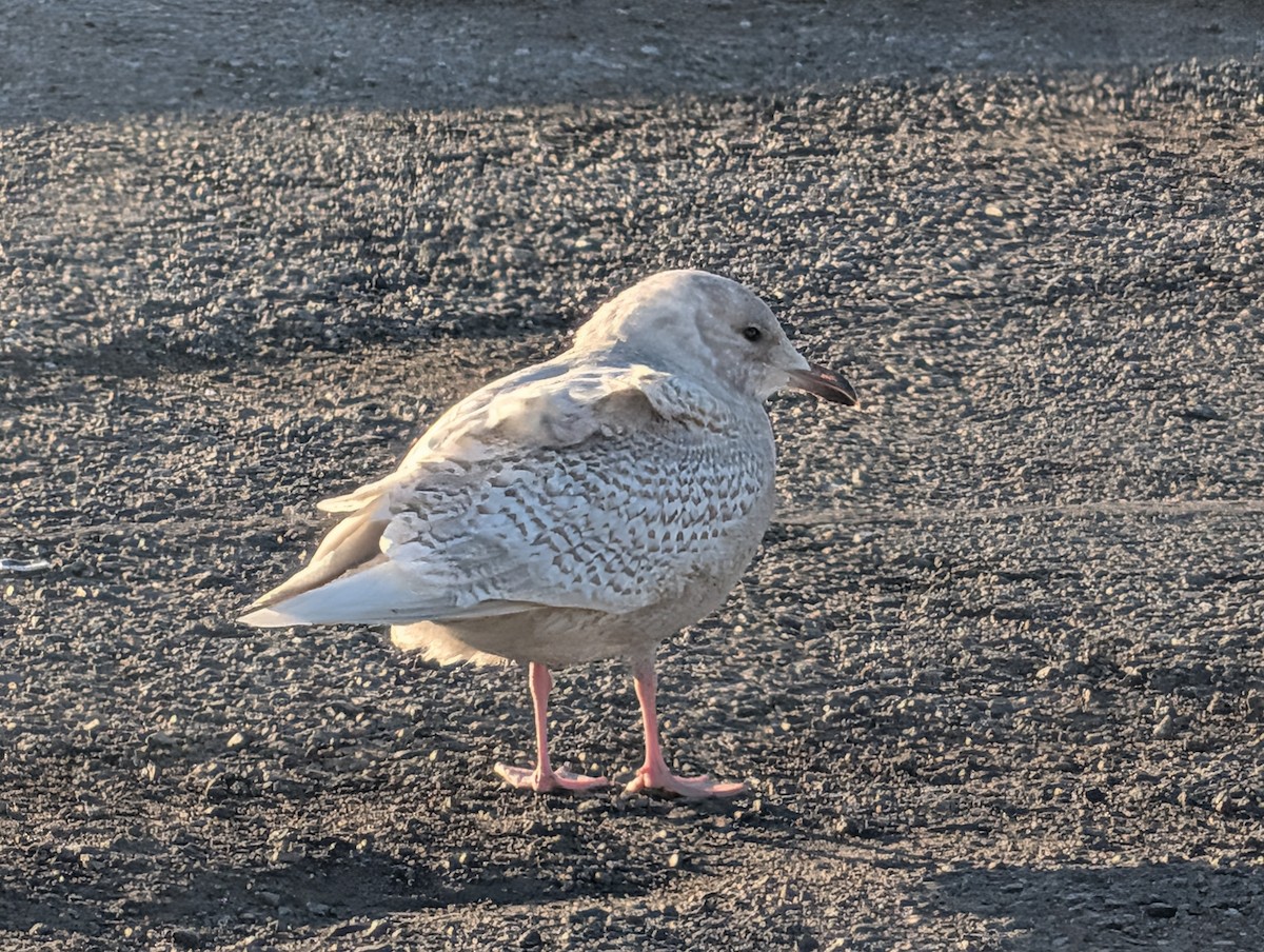 Iceland Gull - ML646752539
