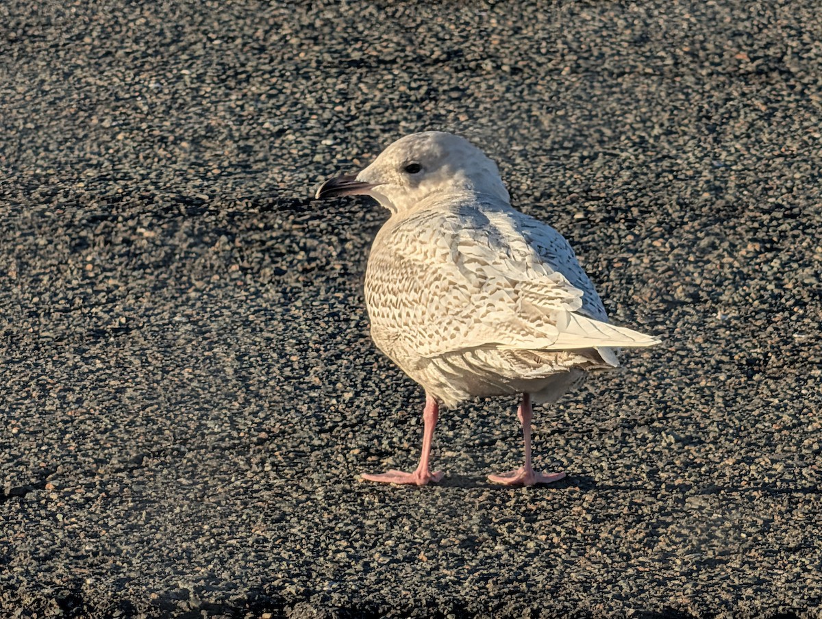 Iceland Gull - ML646752540