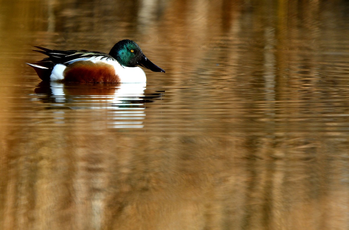 מרית צפונית - ML646752541
