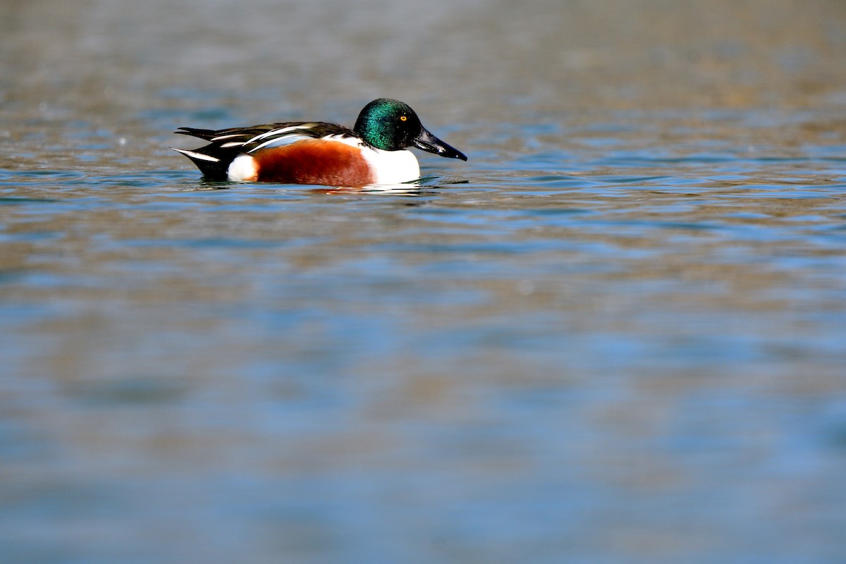 מרית צפונית - ML646752542
