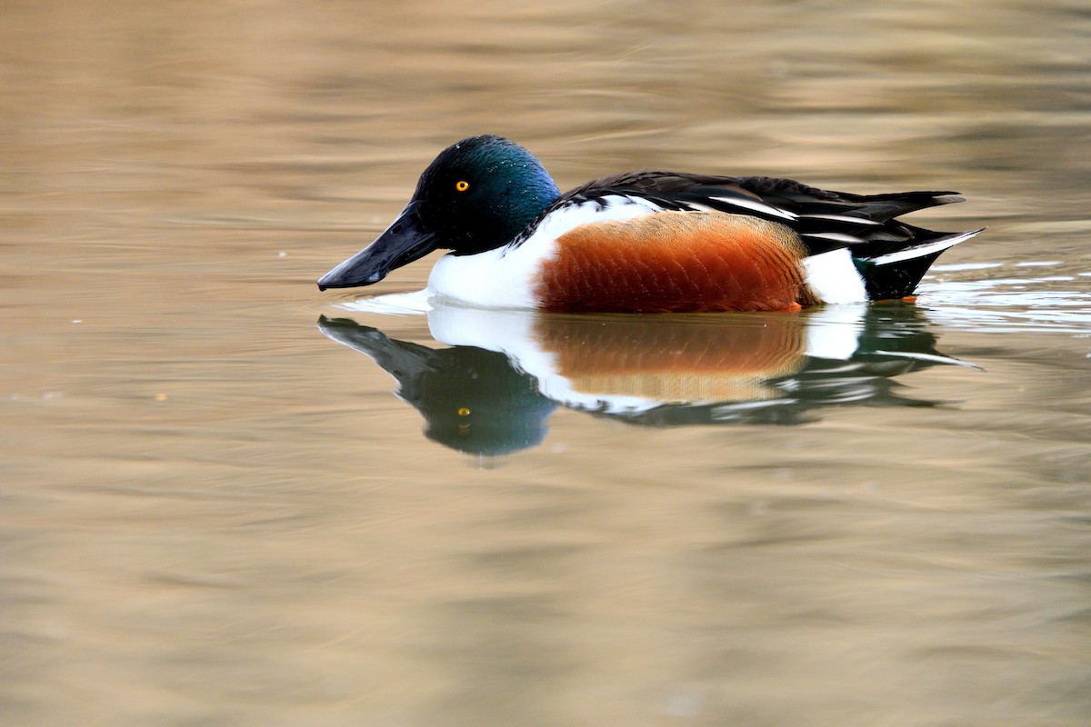 מרית צפונית - ML646752543