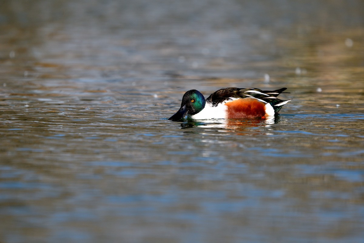 מרית צפונית - ML646752544
