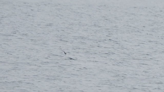 Black Storm-Petrel - ML646752545