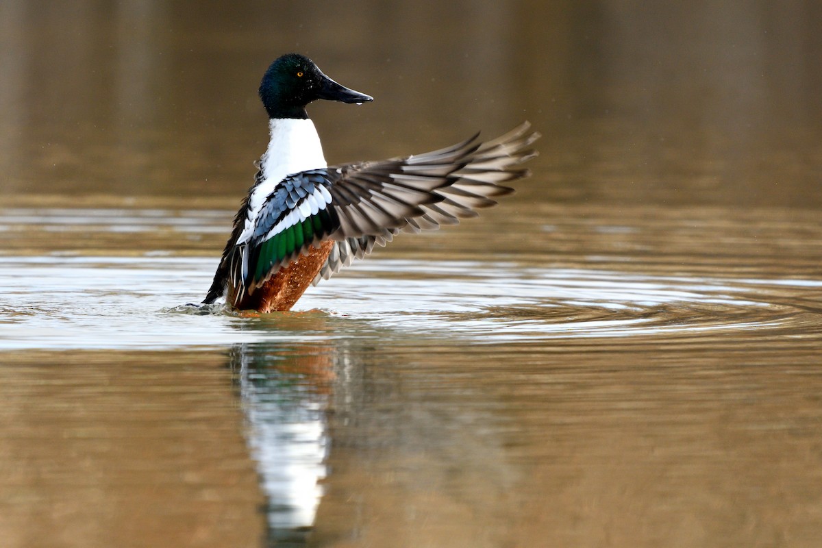 מרית צפונית - ML646752546