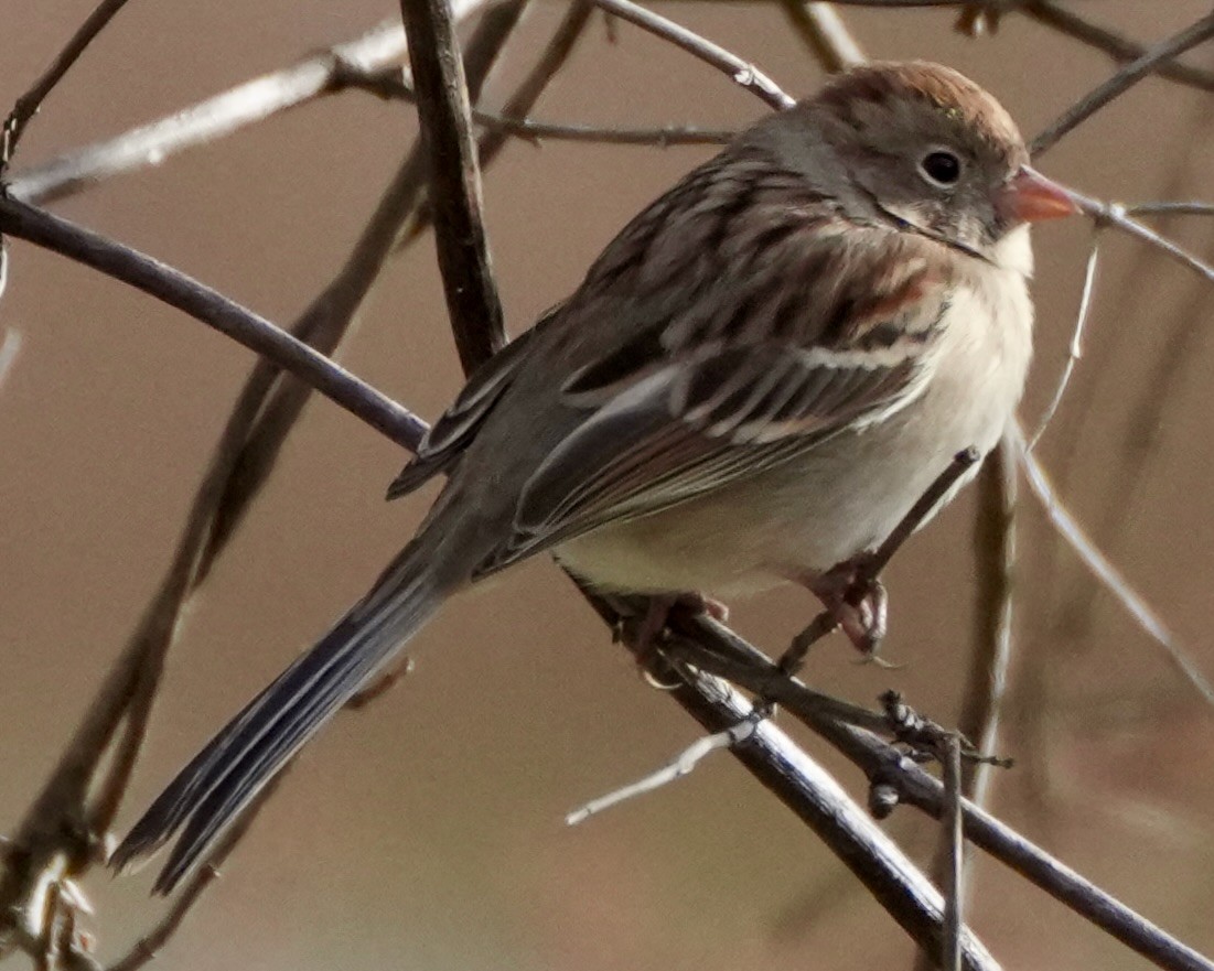 Field Sparrow - ML646752547