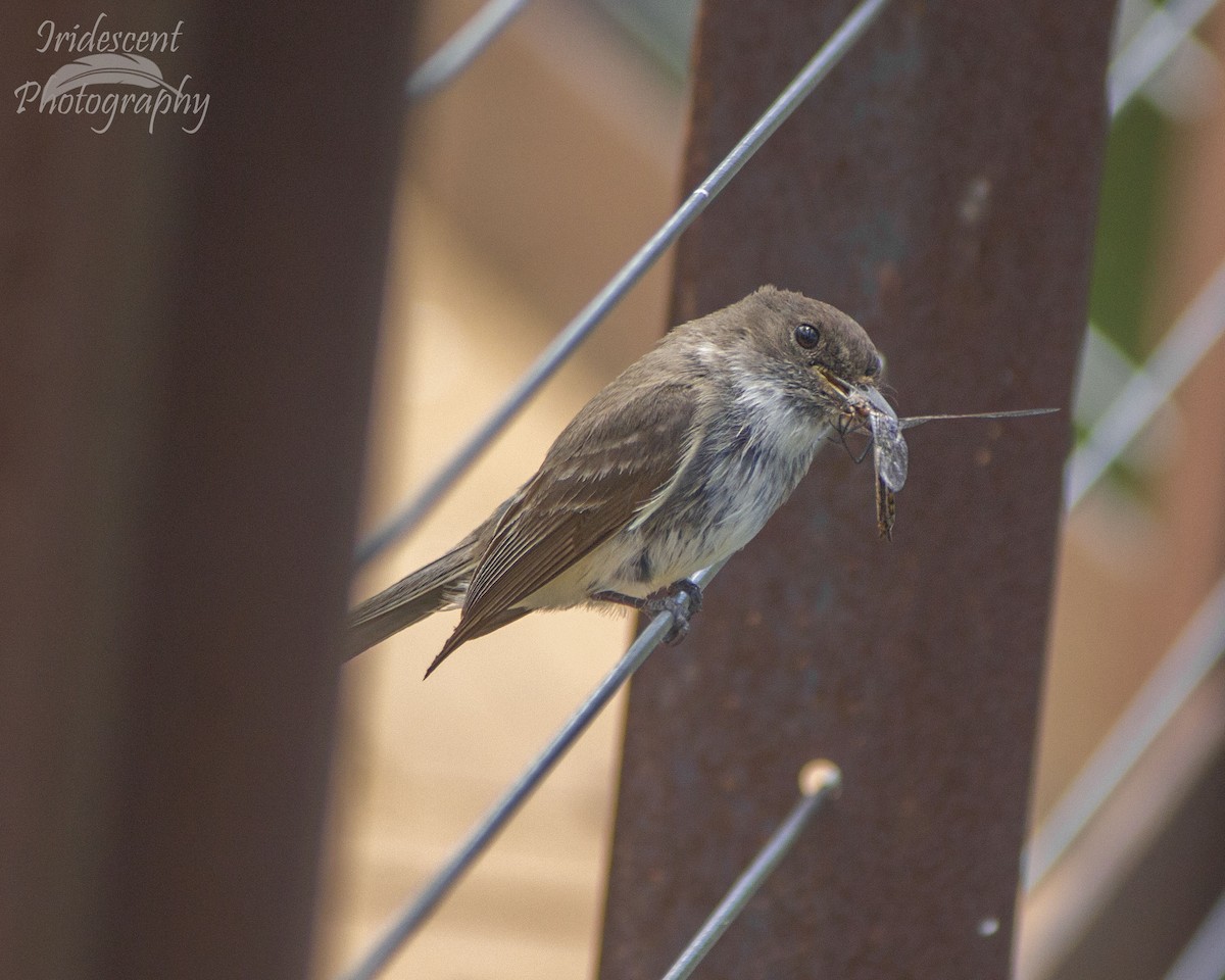 Eastern Phoebe - ML646752548