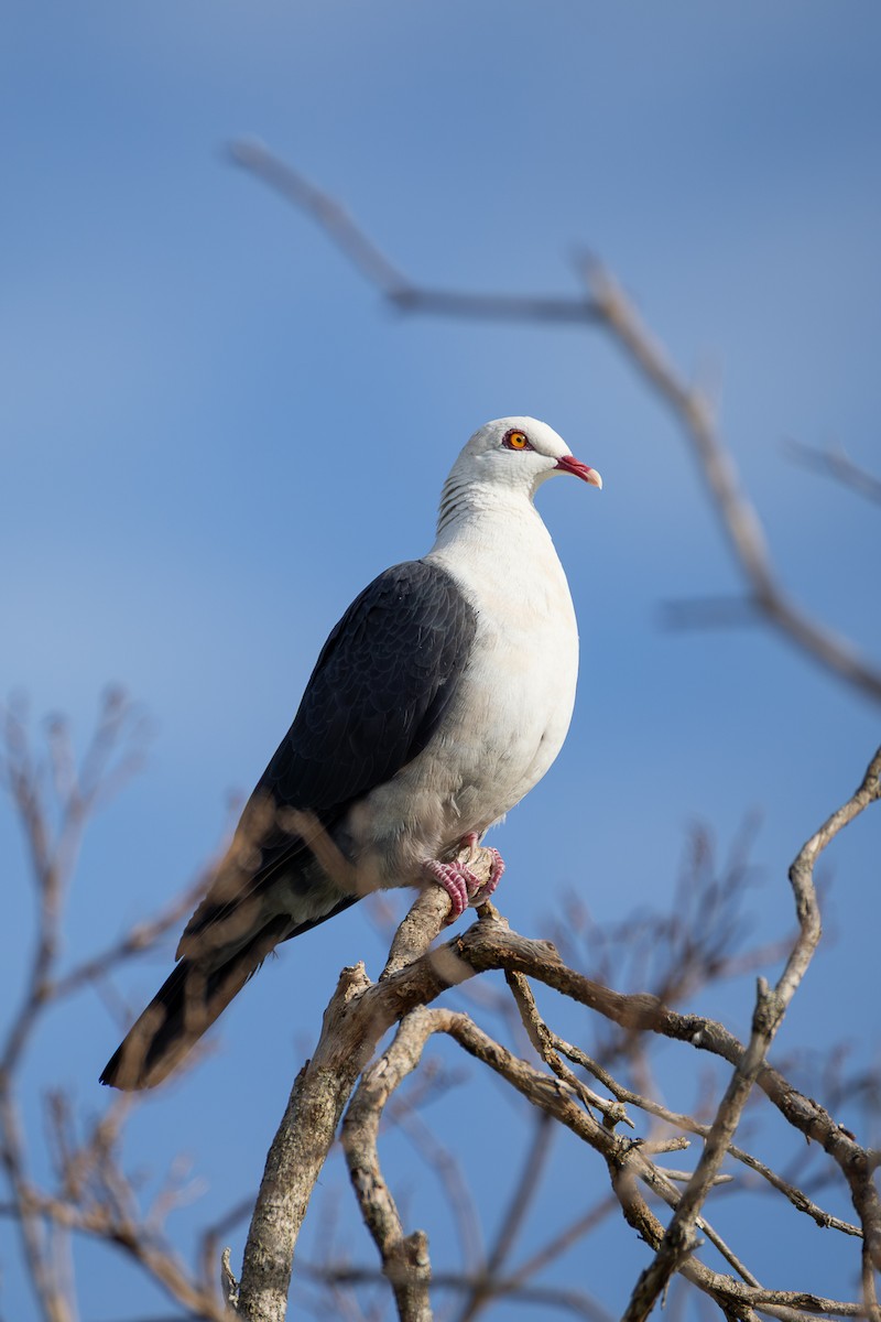White-headed Pigeon - ML646752549