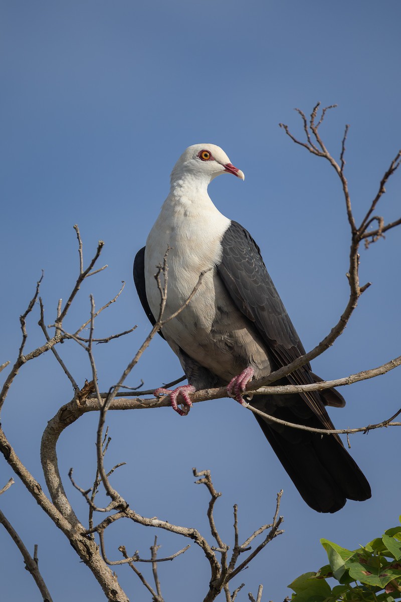 White-headed Pigeon - ML646752550