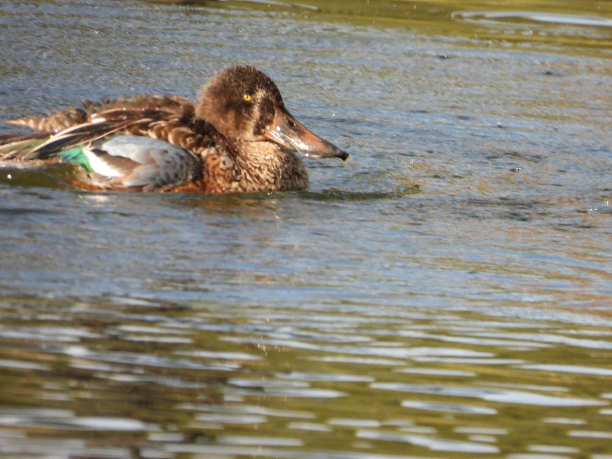 Northern Shoveler - ML646752551