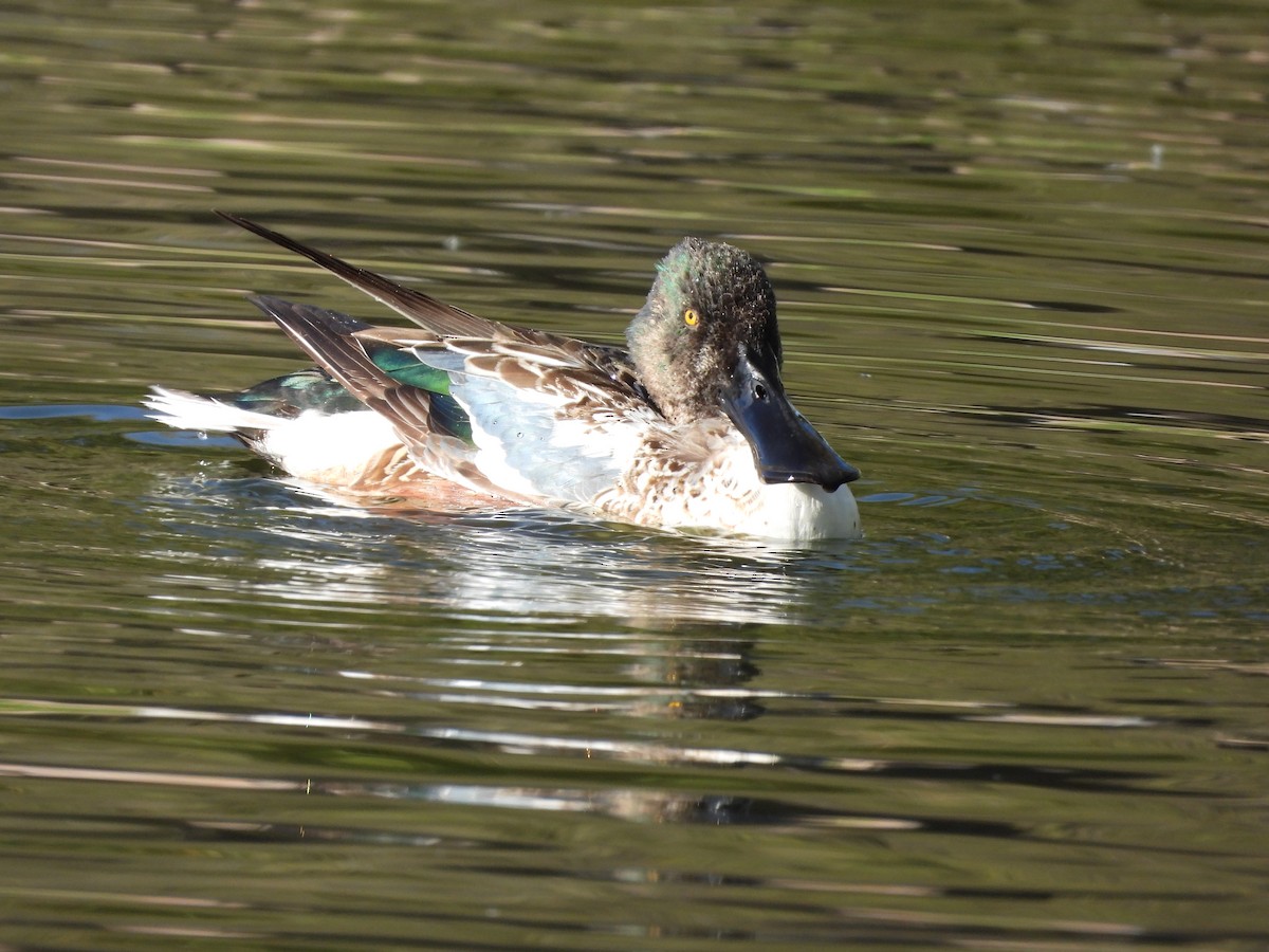 Northern Shoveler - ML646752552