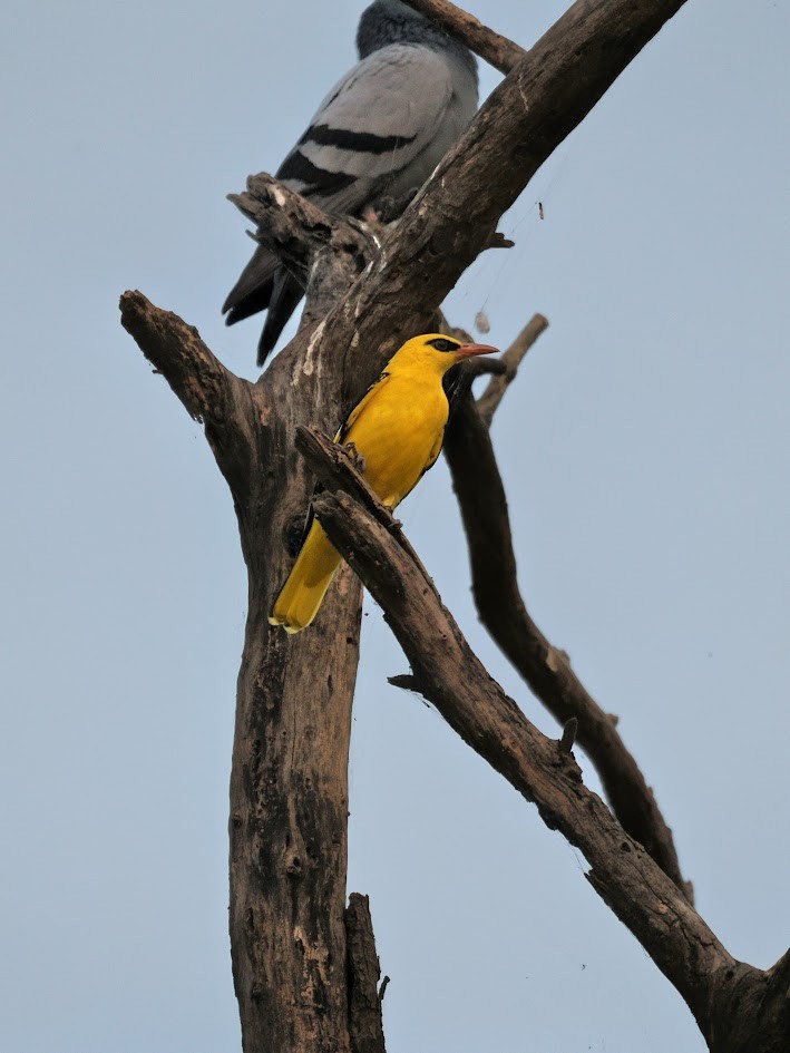 Indian Golden Oriole - ML646752553