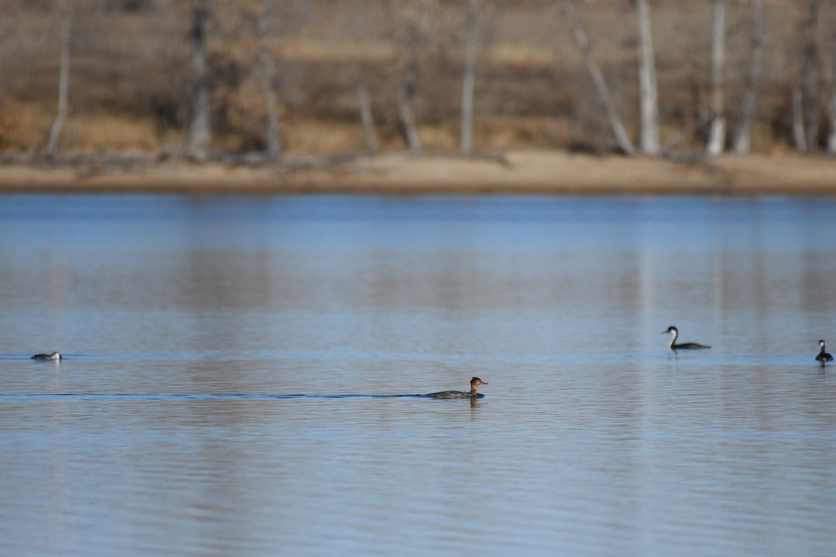 Red-breasted Merganser - ML646752554