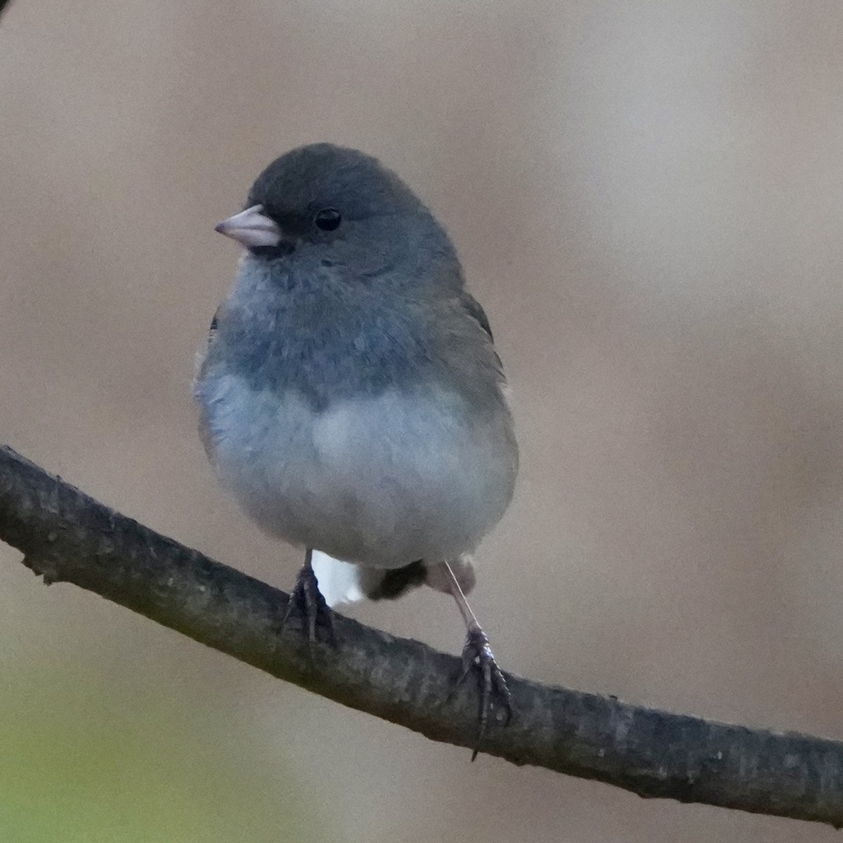 Dark-eyed Junco - ML646752555