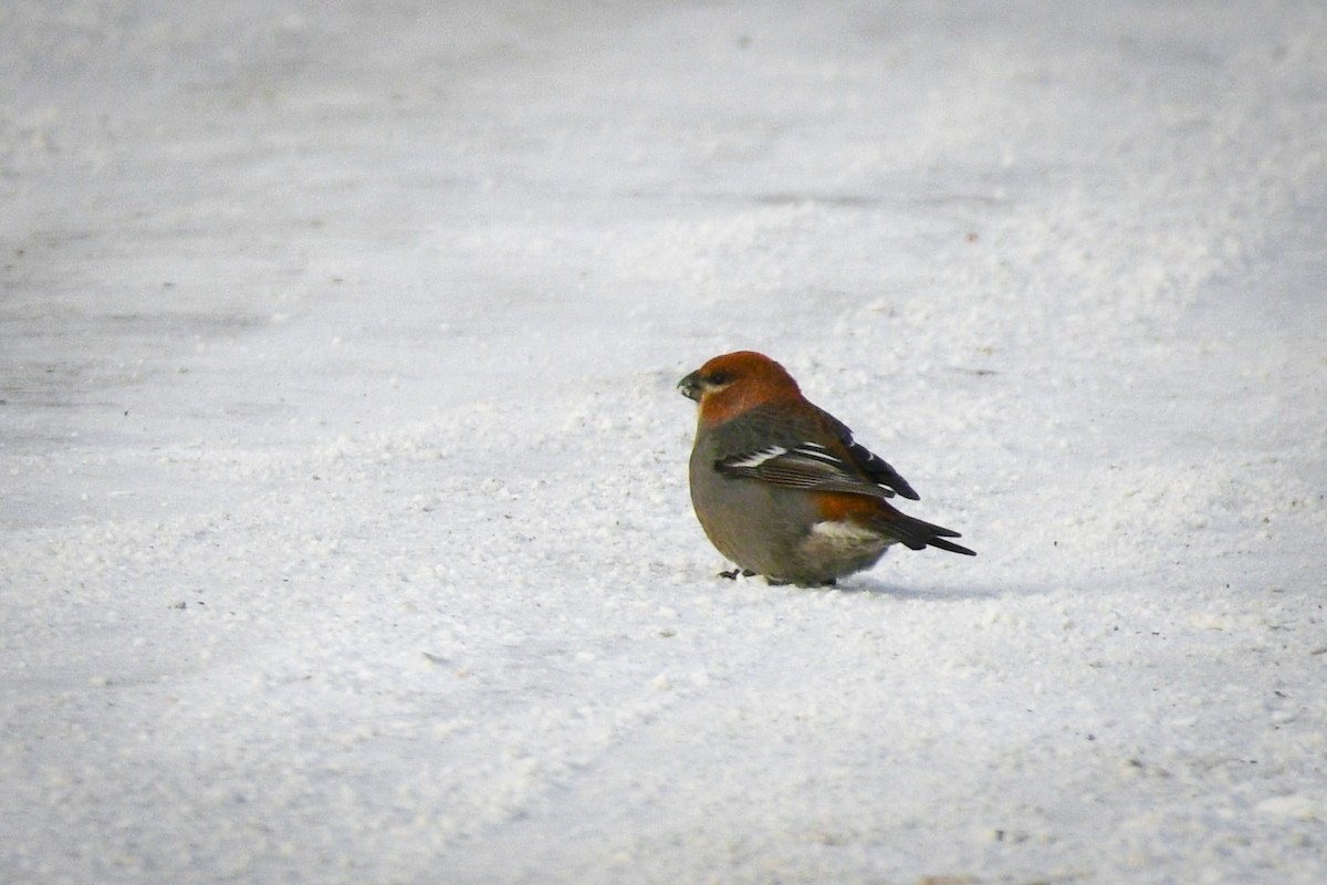 Pine Grosbeak - ML646752556