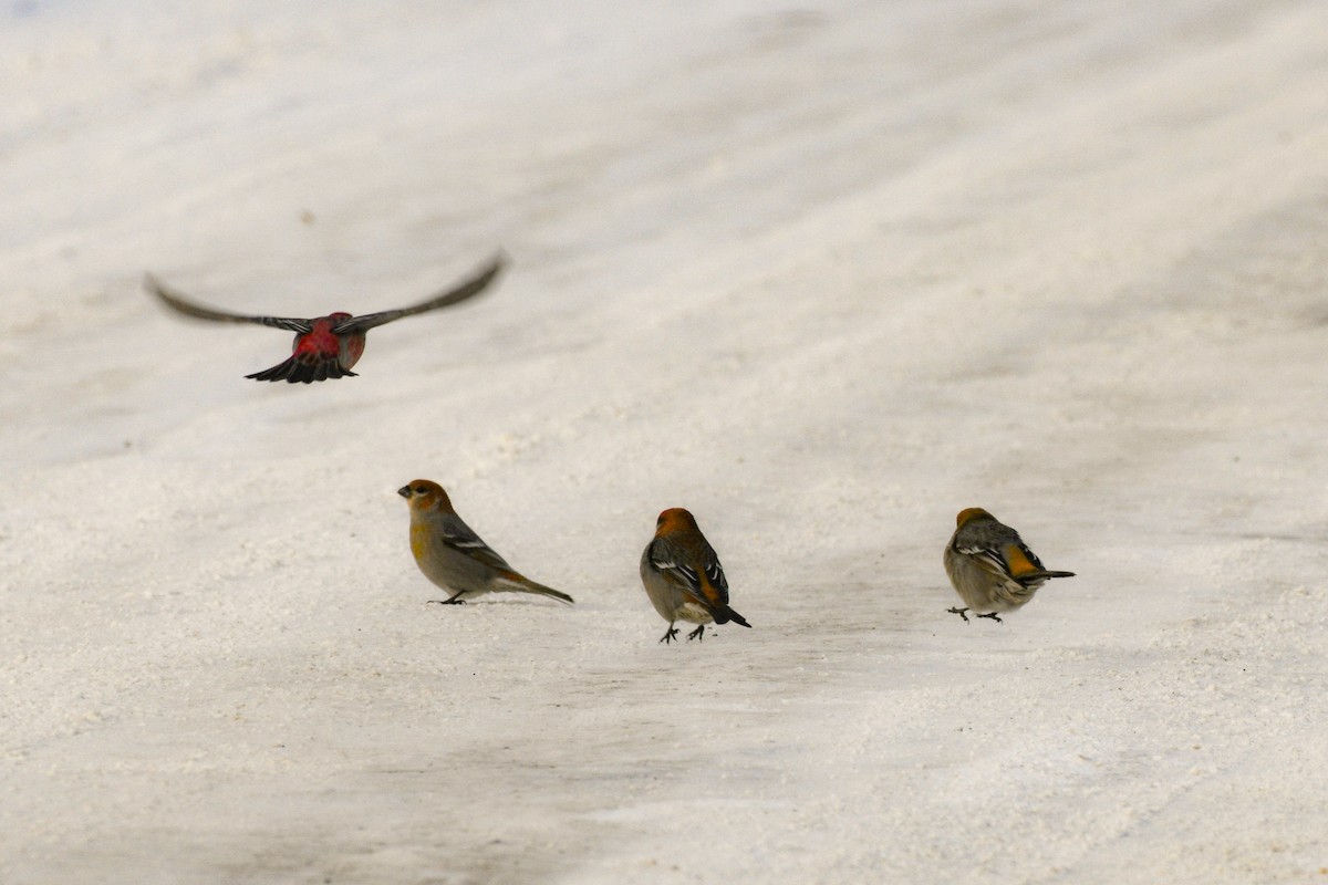 Pine Grosbeak - ML646752557