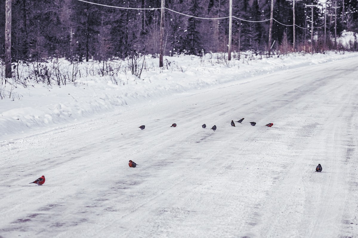 Pine Grosbeak - ML646752558