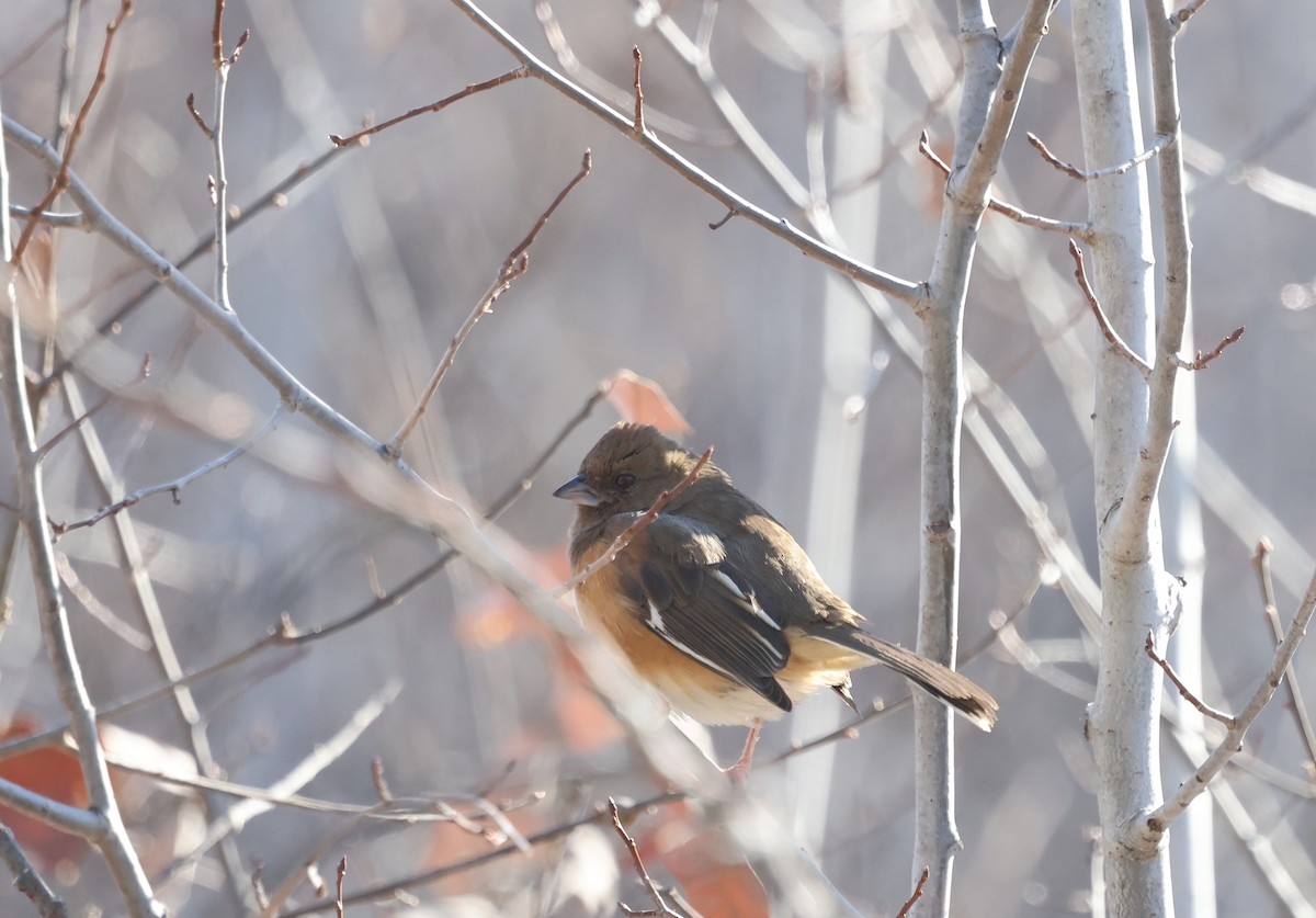 Eastern Towhee - ML646752559