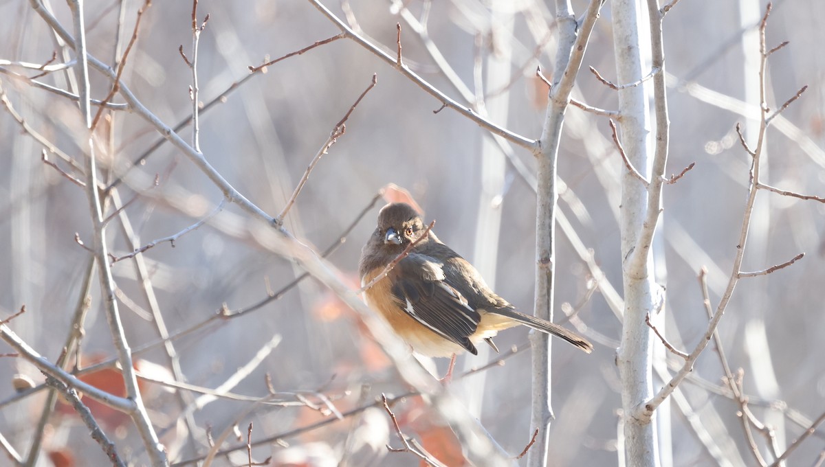 Eastern Towhee - ML646752560