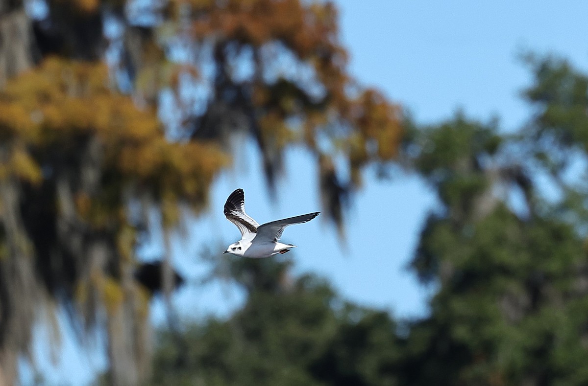Little Gull - ML646752561