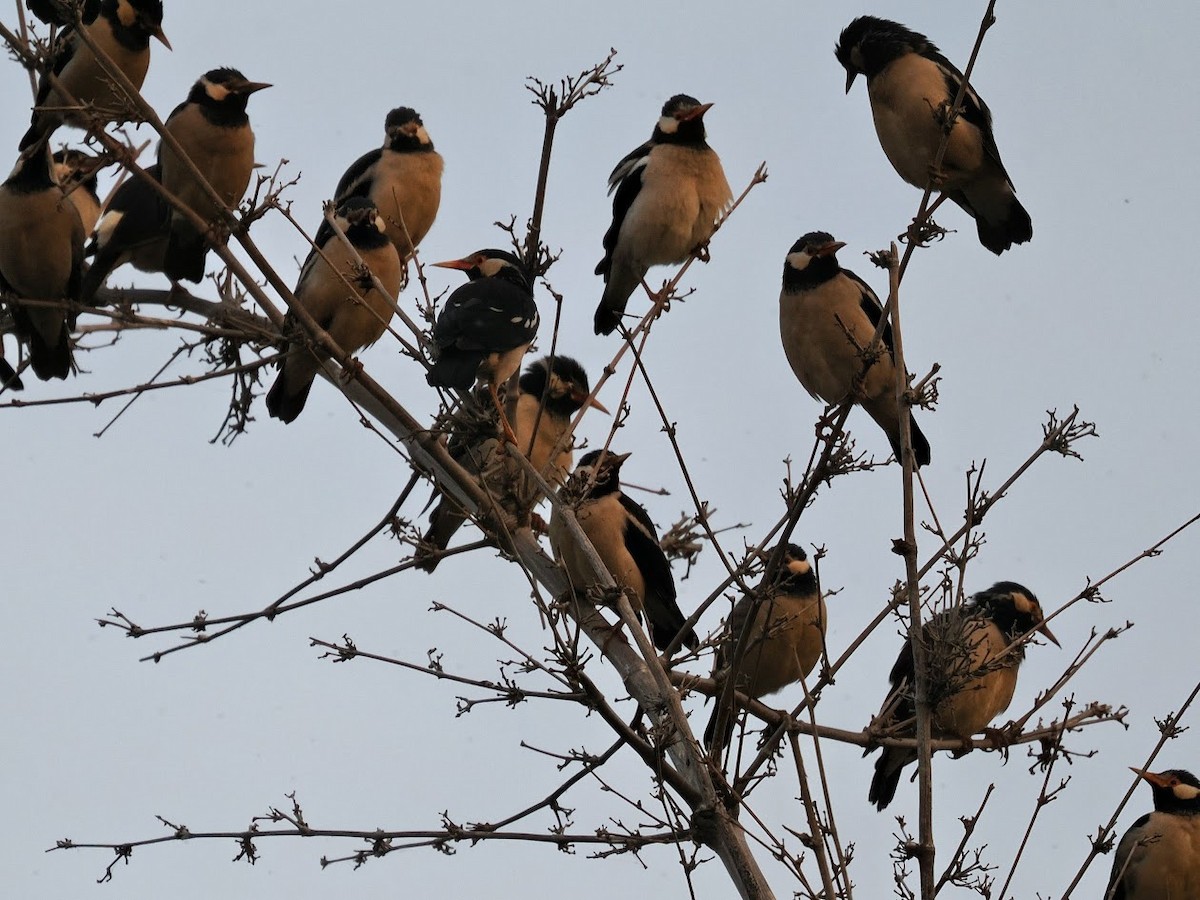 Indian Pied Starling - ML646752563