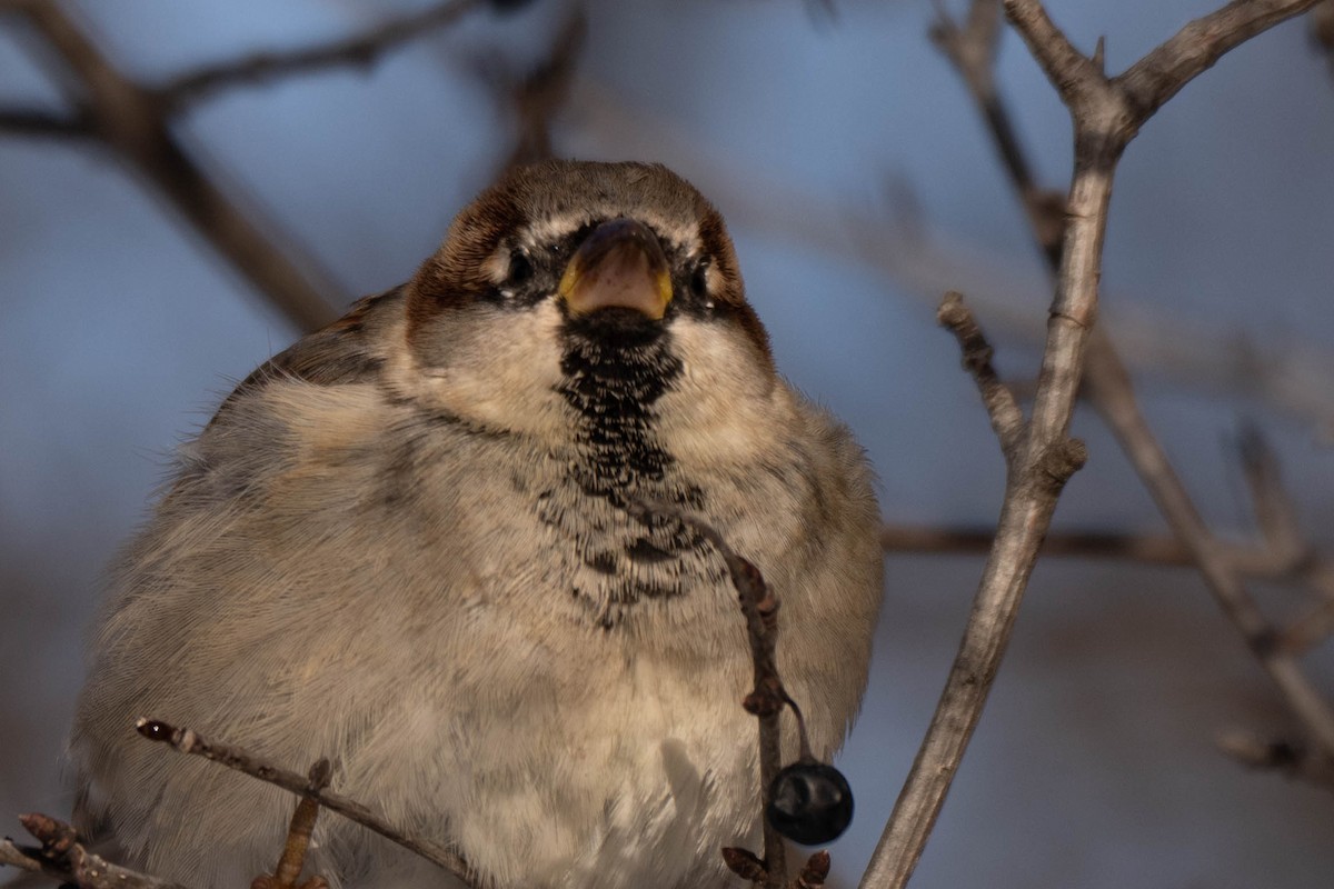 Haussperling - ML646752564