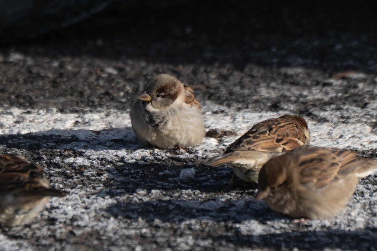 Haussperling - ML646752565