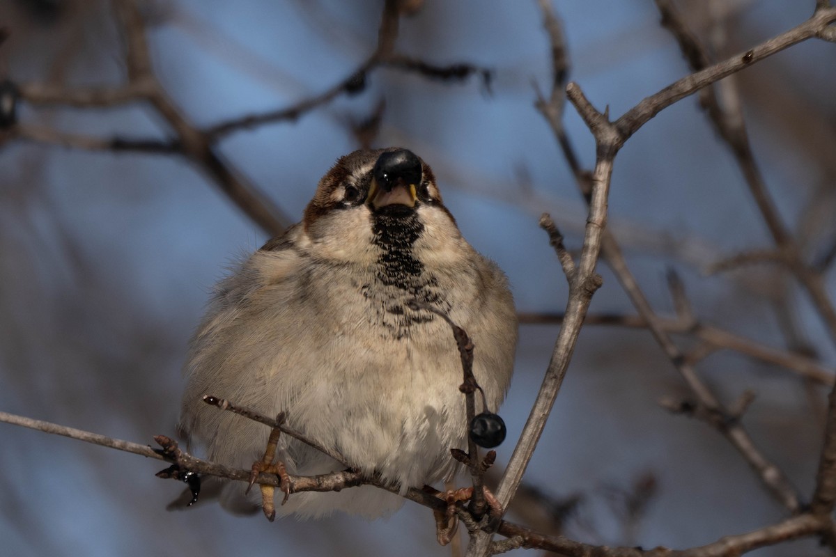 Haussperling - ML646752566