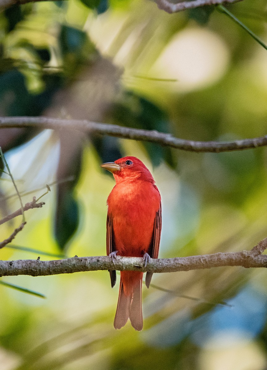 ナツフウキンチョウ - ML646752569