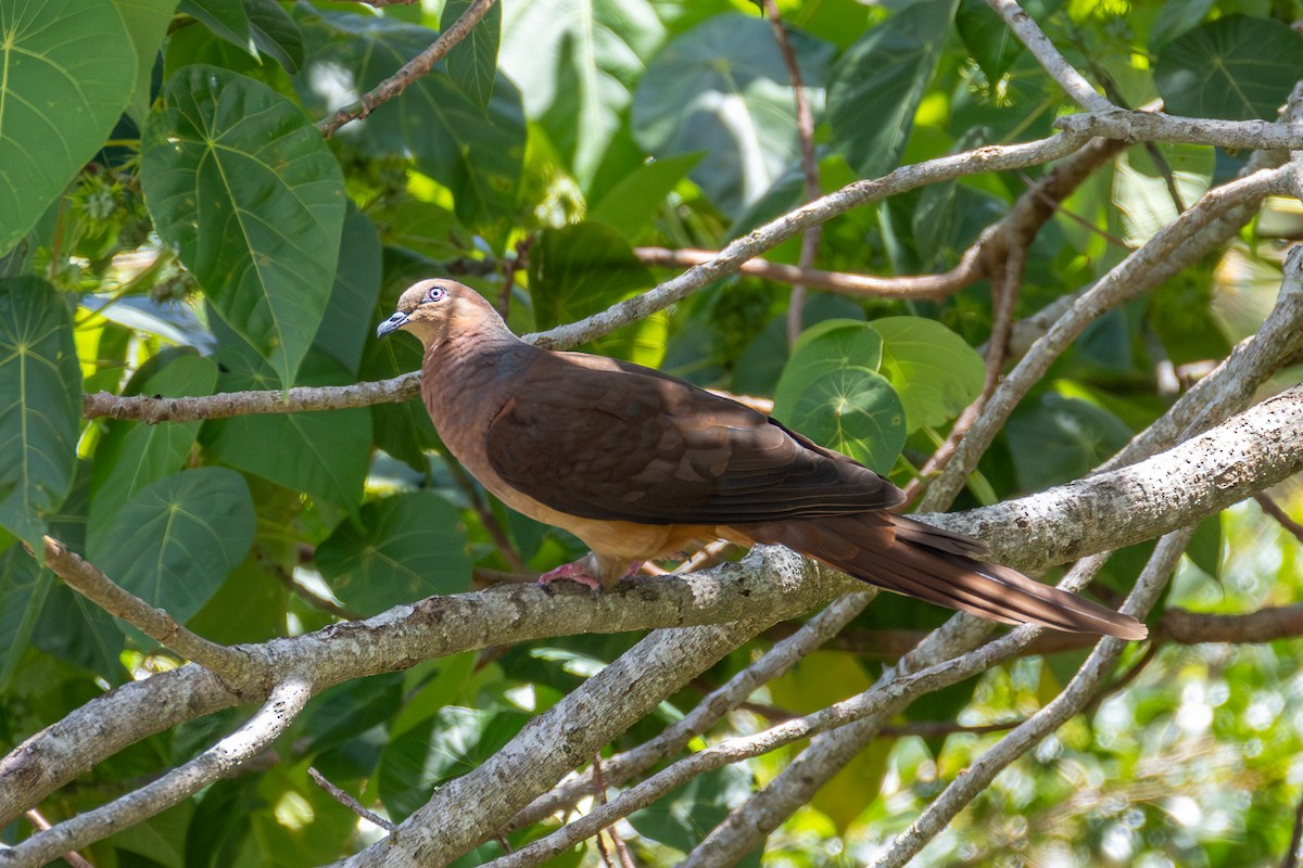 Brown Cuckoo-Dove - ML646752570