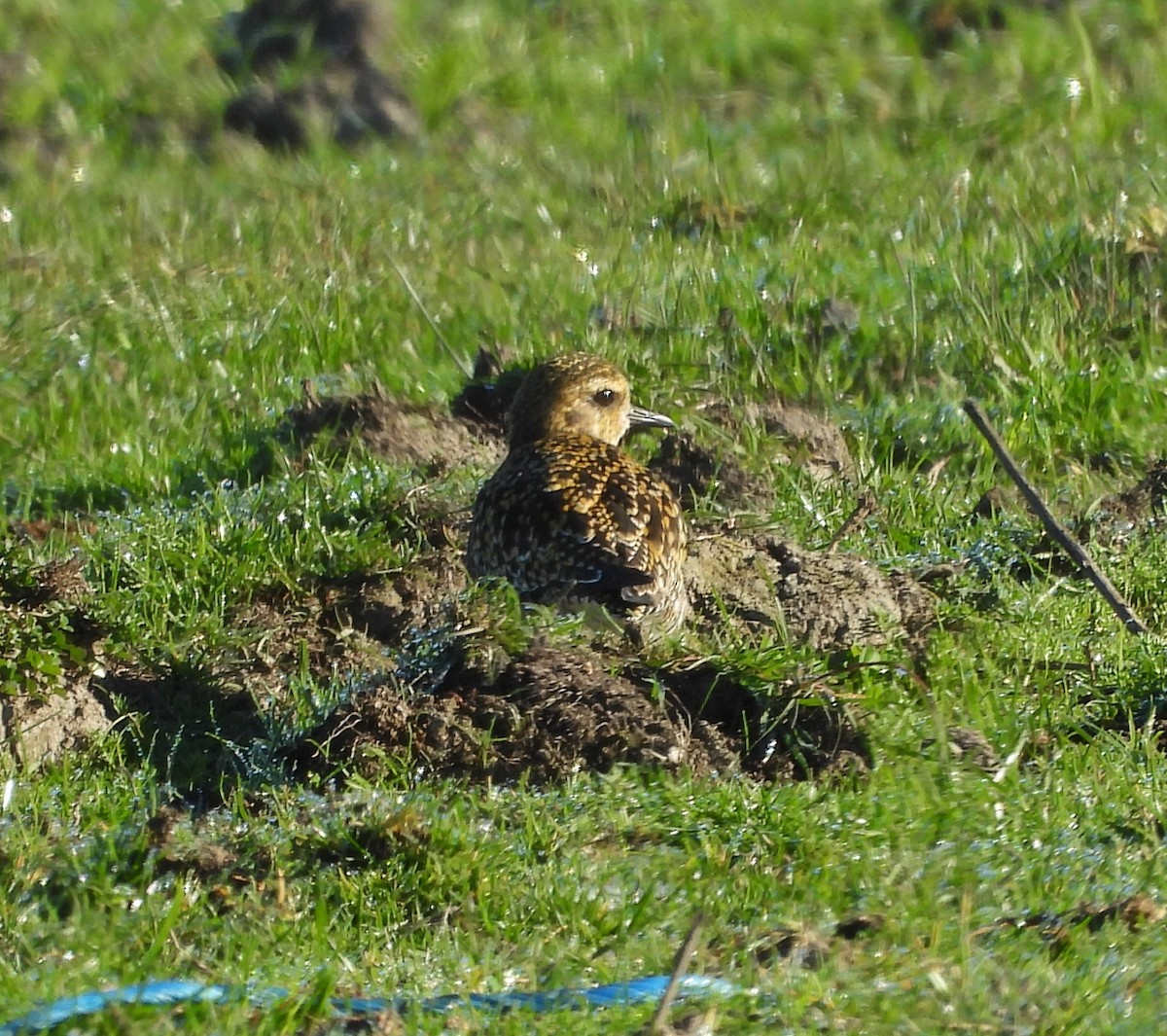 Азийн сүвээ цагаан - ML646752571