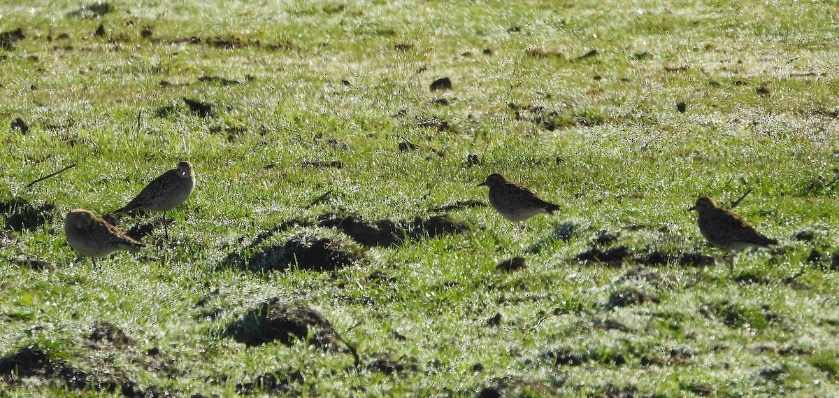 Азийн сүвээ цагаан - ML646752576