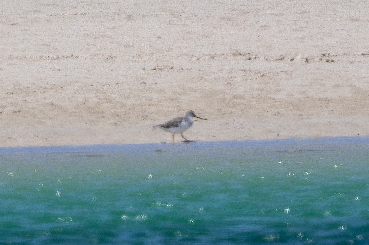 Terek Sandpiper - ML646752578