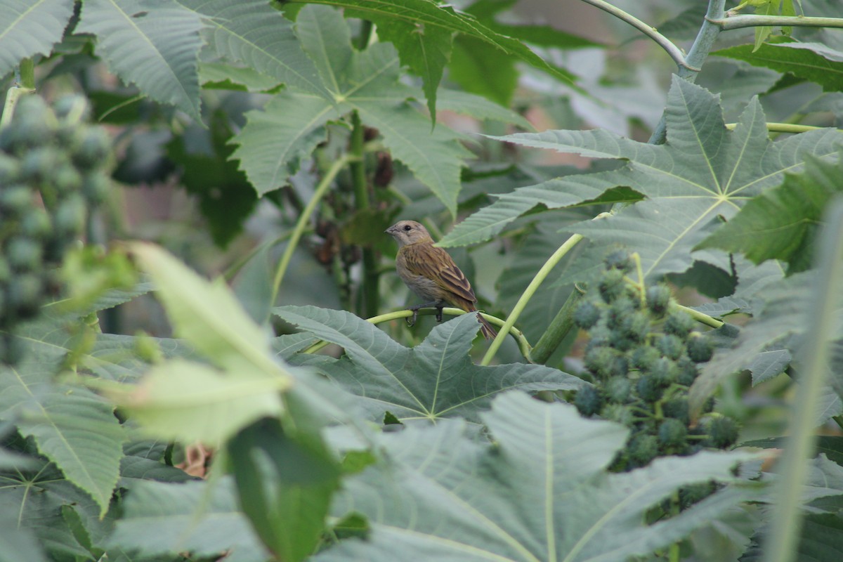 Saffron Finch - ML646752579