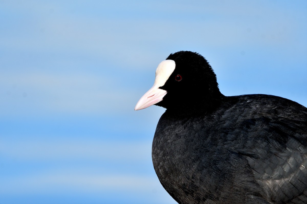 אגמית מצויה - ML646752581
